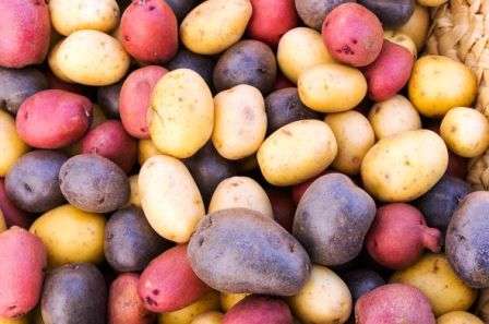 кольорова картопля