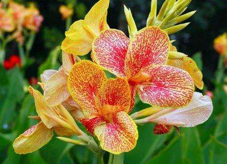 квітка канна