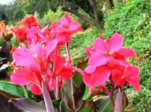 Канна: посадка і догляд у відкритому грунті