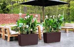 Канна - квітка родом з Індії