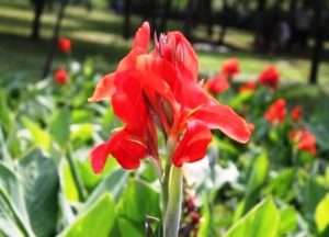 Канна: посадка у відкритий ґрунт