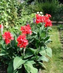 як вирощувати квітку канну