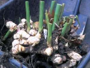 посадка канни