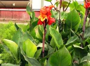 Догляд за каннами