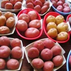 Насіннєва картопля: відбір і покупка