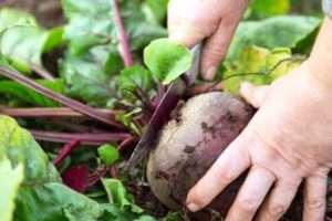 Зберігання буряка на зиму в домашніх умовах