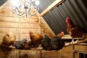 Як підтримувати чистоту курятника
