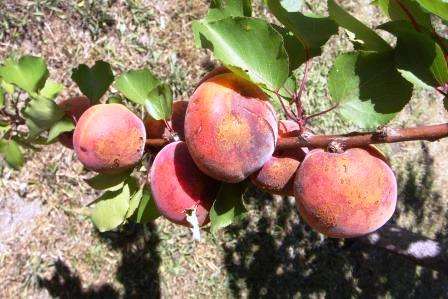 Хвороби абрикоса