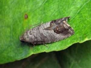 Шкідники чорної смородини та боротьба з ними, фото