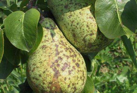 Шкідники і хвороби груші: чим лікувати та як боротися з цитоспорозом, борошнистою росою