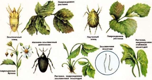 Обробка полуниці восени – як правильно обробити