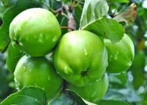 Важливі моменти збору врожаю яблук