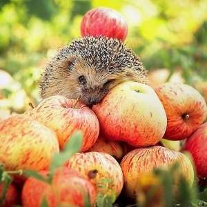 Правильне збирання яблук для довготривалого зберігання на зиму