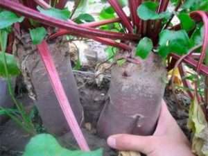 Сорти буряка і тривалість його дозрівання