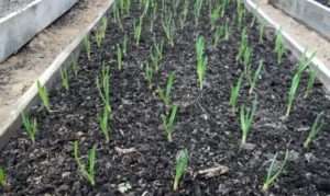 Посадка часнику на зиму