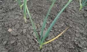 Коли і чим слід вкрити грядки часнику на зиму