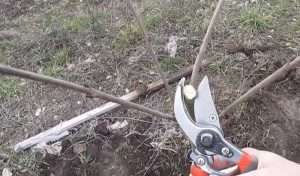 як садити черешню