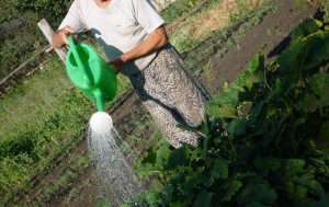 Перелік садових робіт на липень за місячним календарем