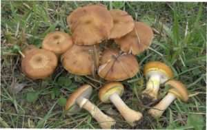 Опеньок цибулеподібний (Armillaria bulbosa)