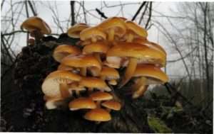 Опеньок зимовий (Flammulina velutipes)