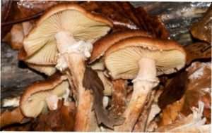 Опеньок осінній (Armillaria mellea)