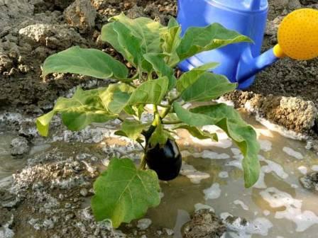 Як правильно формувати баклажани в теплиці і відкритому грунті