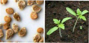 Як сіяти помідори на розсаду за місячним календарем в 2022 році