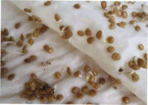 Корисні поради по догляду за розсадою томатів