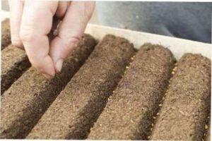 Помідори на розсаду - коли сіяти у 2022 році.