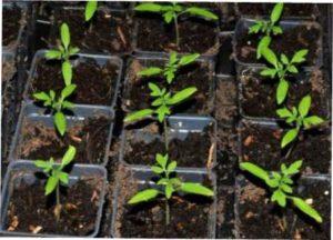 особливості догляду за розсадою помідорів