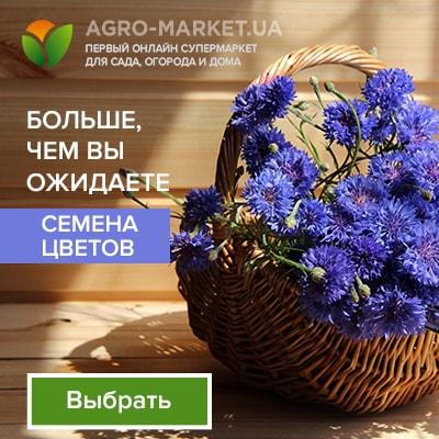 Каталог кімнатних рослин з фотографіями та описом з фото кімнатних квітів