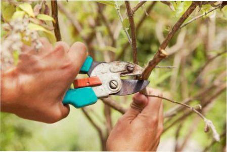 Обрізка плодових дерев навесні