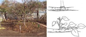 Обрізка по Курдюмову - правила формування крон