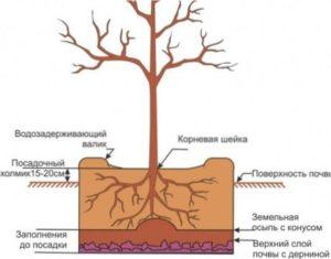 Посадка червонолистої аличі