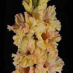 Неправильний мед