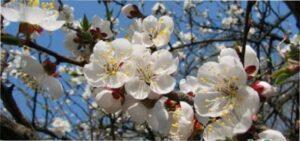 Абрикос Ананасовий Цюрупинський, Prunus armeniaca