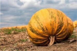 Cucurbita pepo