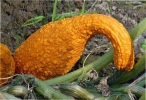 Кукурнек
