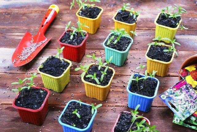 Які квіти посадити на розсаду в грудні 2022 року